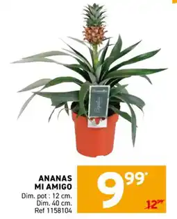 Trafic Ananas mi amigo offre