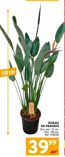 Trafic Oiseau du paradis offre