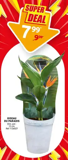 Trafic Oiseau du paradis offre