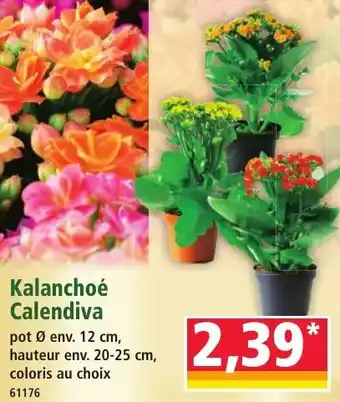 Norma Kalanchoé calendiva offre