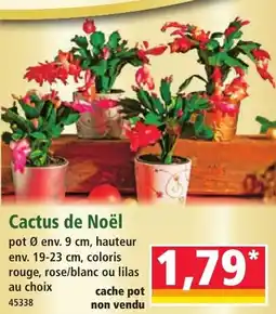 Norma Cactus de noël offre