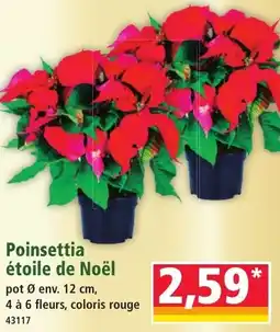 Norma Poinsettia étoile de noël offre