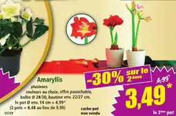 Norma Amaryllis offre