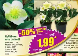 Norma Hellébore rose de noël offre