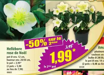 Norma Hellébore rose de noël offre