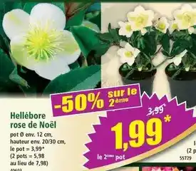 Norma Hellébore rose de noël offre