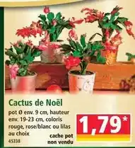 Norma Cactus de noël offre