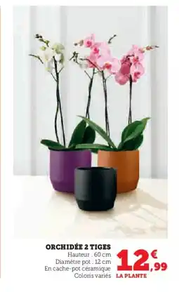 Super U Orchidée 2 tiges offre