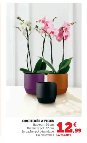 Super U Orchidée 2 tiges offre