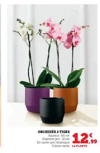 Hyper U Orchidée 2 tiges offre