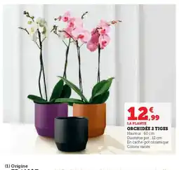 U Express Orchidée 2 tiges offre