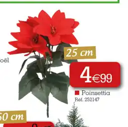 Kandy Poinsettia offre