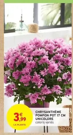 Intermarché Contact Chrysanthème pompon pot unicolore offre