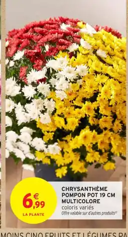 Intermarché Contact Chrysanthème pompon pot multicolore offre