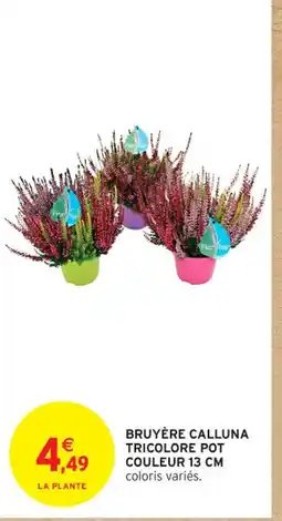 Intermarché Contact Bruyère calluna tricolore pot couleur offre
