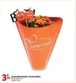 Auchan Supermarché Kalanchöe orange + pic halloween offre