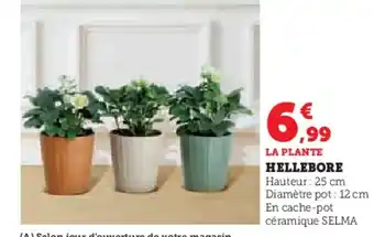 Hyper U Hellebore offre