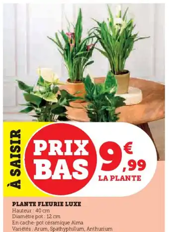 Hyper U Plante fleurie luxe offre
