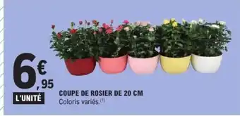 E.Leclerc Coupe de rosier de offre