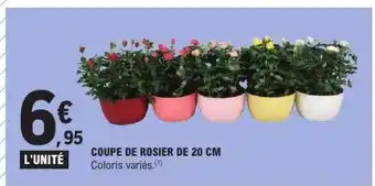 E.Leclerc COUPE DE ROSIER DE 20 CM offre