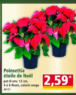 Norma Poinsettia étoile de Noël offre