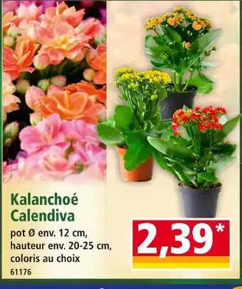 Norma Kalanchoé Calandiva offre