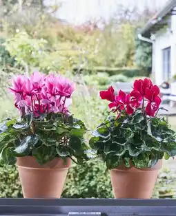 Gamm vert ECLOZ Cyclamen Halios ECLOZ offre