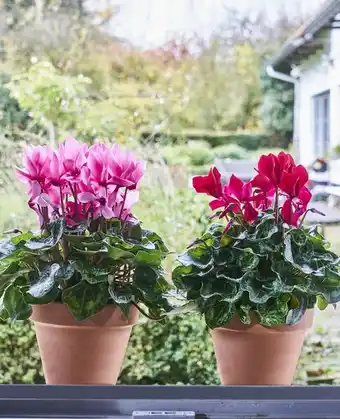 Gamm vert ECLOZ Cyclamen Halios ECLOZ offre