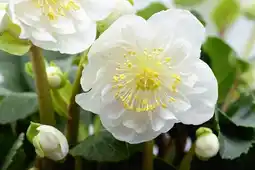 Gamm vert Hellebore Christmas Carol offre