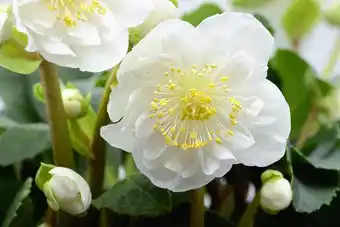 Gamm vert Hellebore Christmas Carol offre