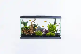 Jardiland PURE FAMILY Aquarium Tropical 60 PURE FAMILY offre