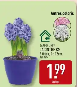 ALDI Gardenline Jacinthe offre