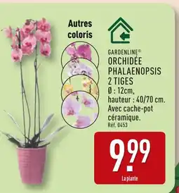 ALDI GARDENLINE Orchidée Phalaenopsis 2 Tiges offre