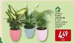 ALDI GARDENLINE Plante Exotique offre
