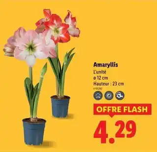 Lidl Amaryllis offre