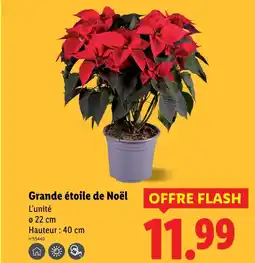Lidl Grande étoile de Noël offre