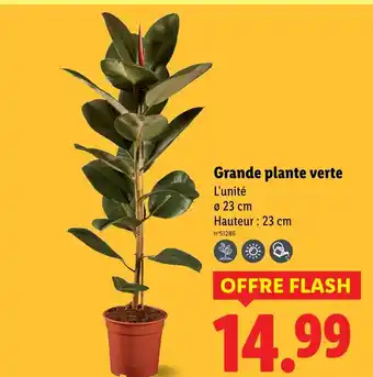 Lidl Grande plante verte offre