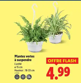 Lidl Plantes vertes à suspendre offre