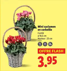 Lidl Mini cyclamen en corbeille offre