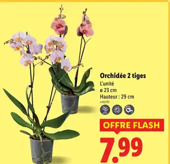 Lidl Orchidée 2 tiges offre
