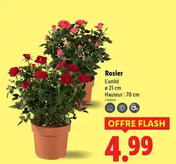 Lidl Rosier offre