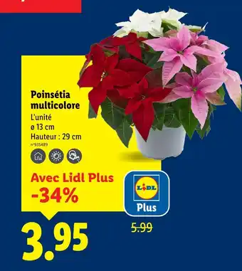 Lidl Poinsetia multicolore offre