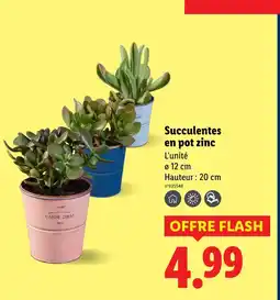 Lidl Succulentes en pot zinc offre