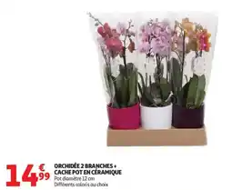 Auchan Orchidee 2 branches + cache pot en céramique offre