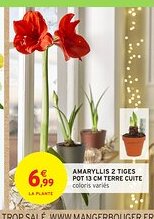 Intermarché Hyper Amaryllis 2 tiges pot terre cuite offre