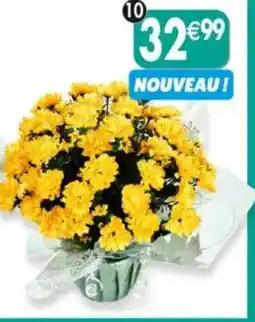 Maximo Corolle de mini. chrysanthèmes offre