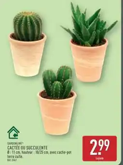 ALDI CACTÉE OU SUCCULENTE offre