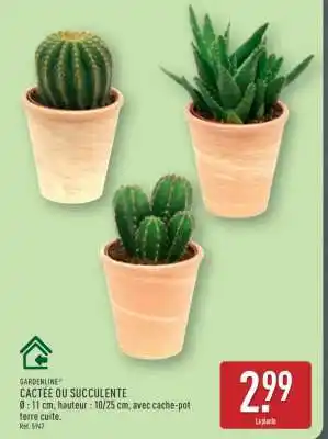 ALDI CACTÉE OU SUCCULENTE offre