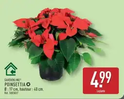 ALDI Poinsettia offre