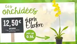 E.Leclerc Orchidée offre